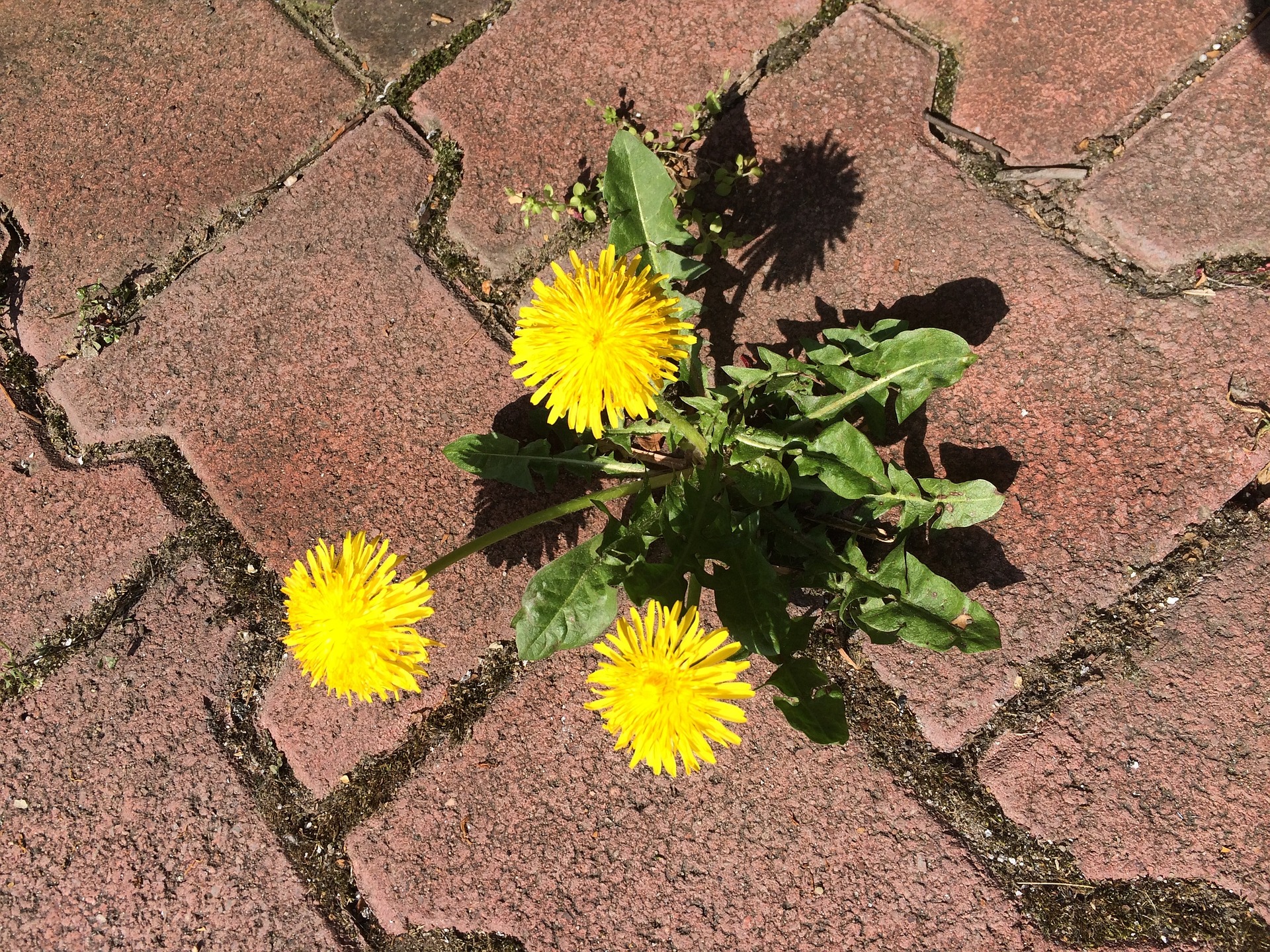 Unkraut Löwenzahn