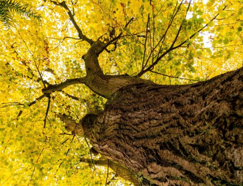 Walther von der Vogelweide