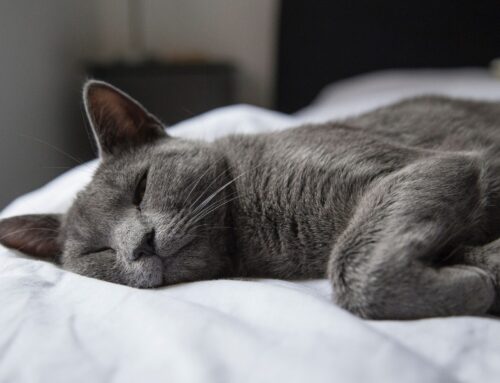 Achtsamkeit im Weihnachtstrubel