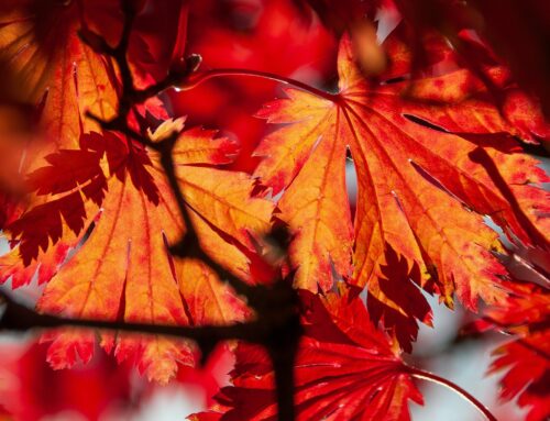Erich Kästner: Herbst auf ganzer Linie